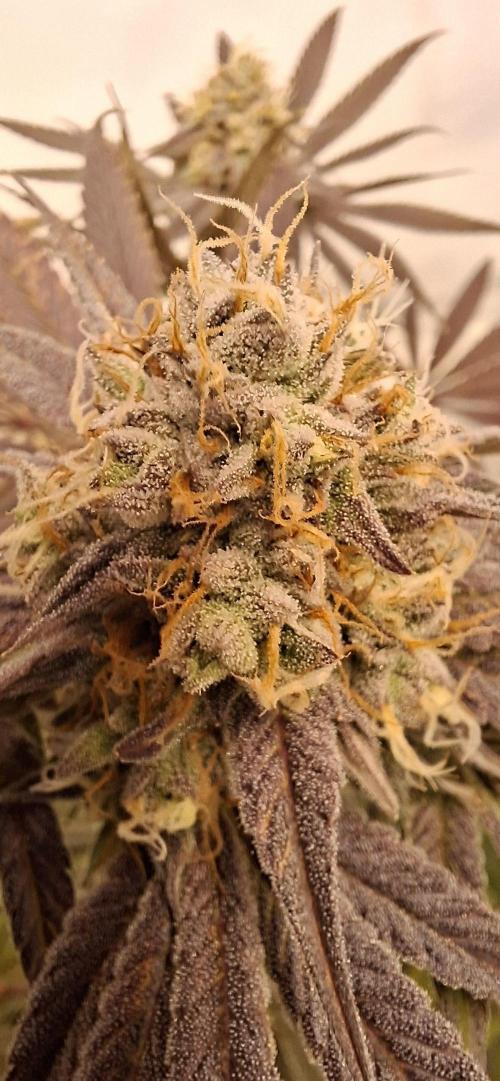Kroma. Week 12