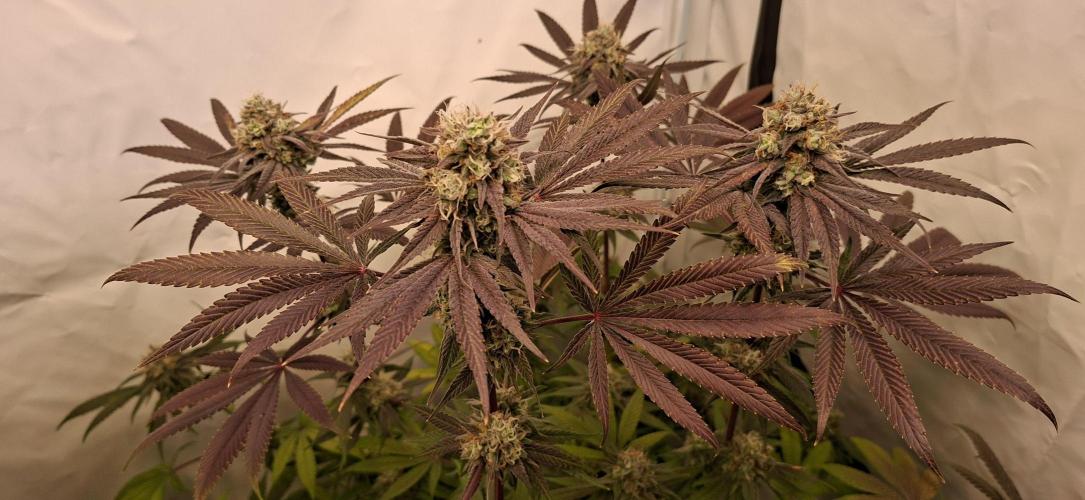 Kroma. Week 12