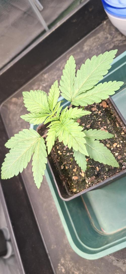 Papaya Jealousy. Week 2