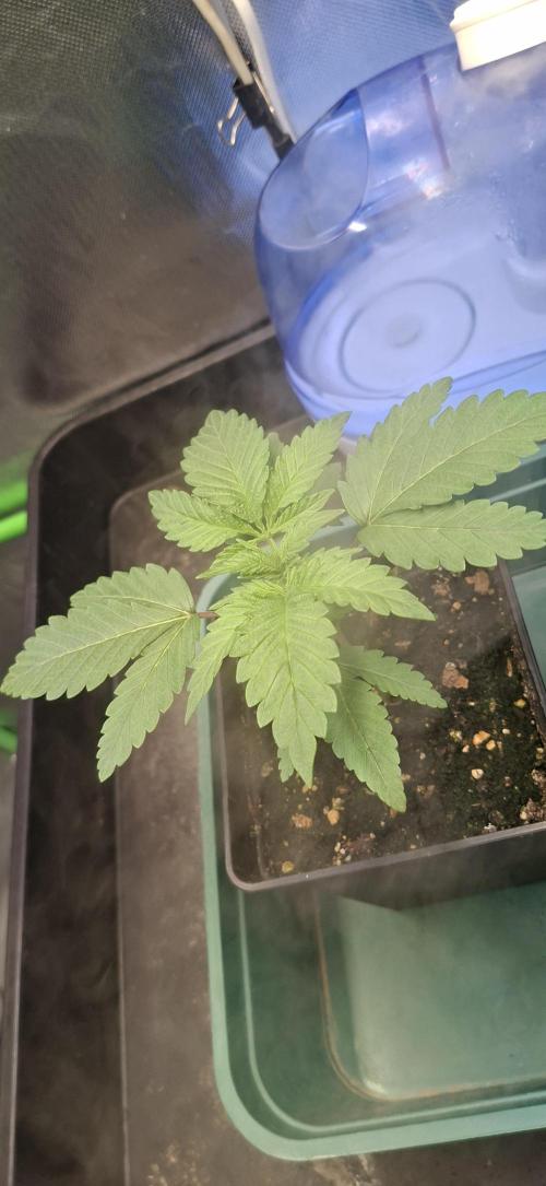Papaya Jealousy. Week 2