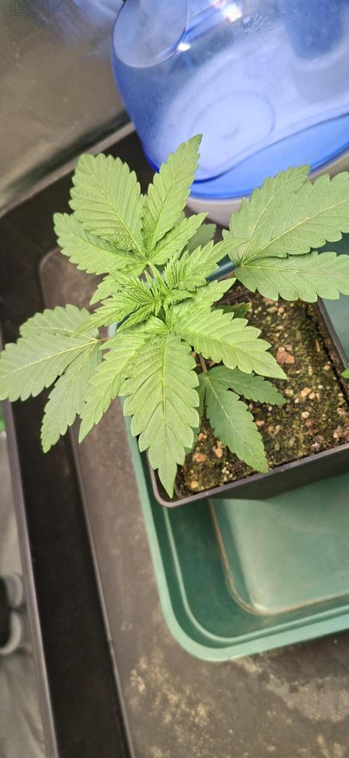 Papaya Jealousy. Week 2