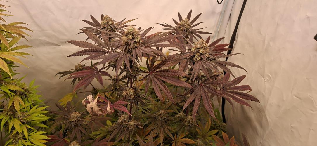 Kroma. Week 12
