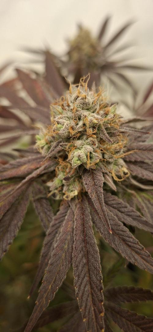 Kroma. Week 12