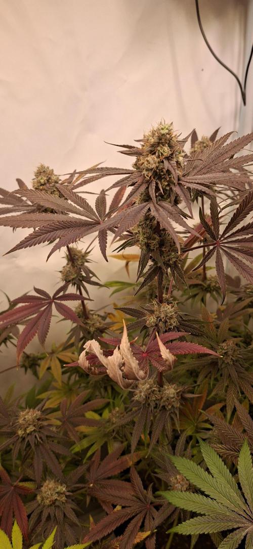 Kroma. Week 12