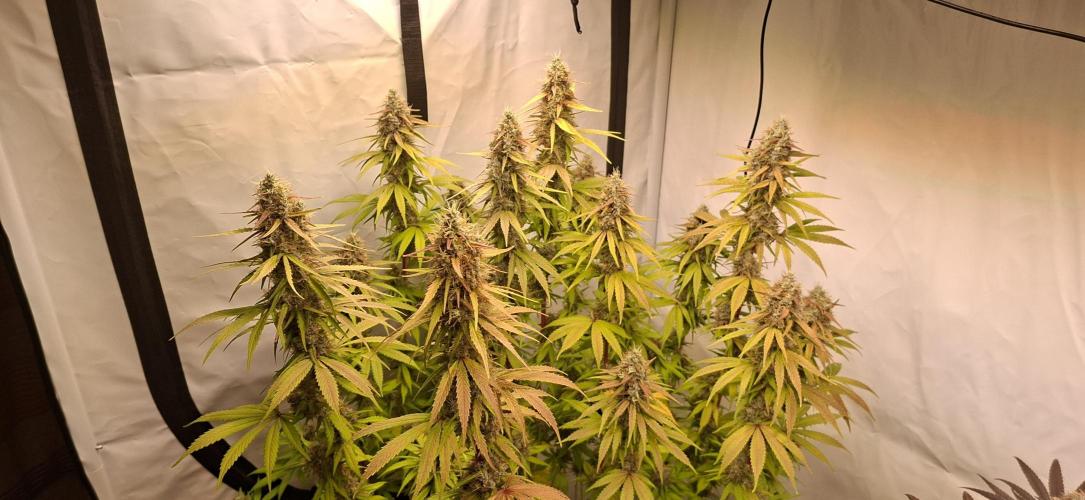 Blue Gelato 41 Barneys Farm. Week 13