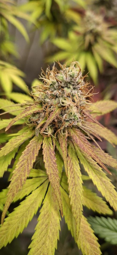 Blue Gelato 41 Barneys Farm. Week 13