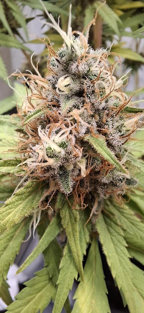 Blue Gelato 41 Barneys Farm. Week 13