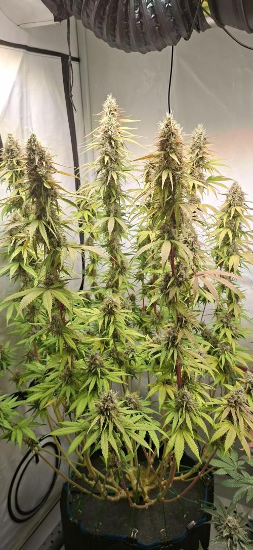 Blue Gelato 41 Barneys Farm. Week 13