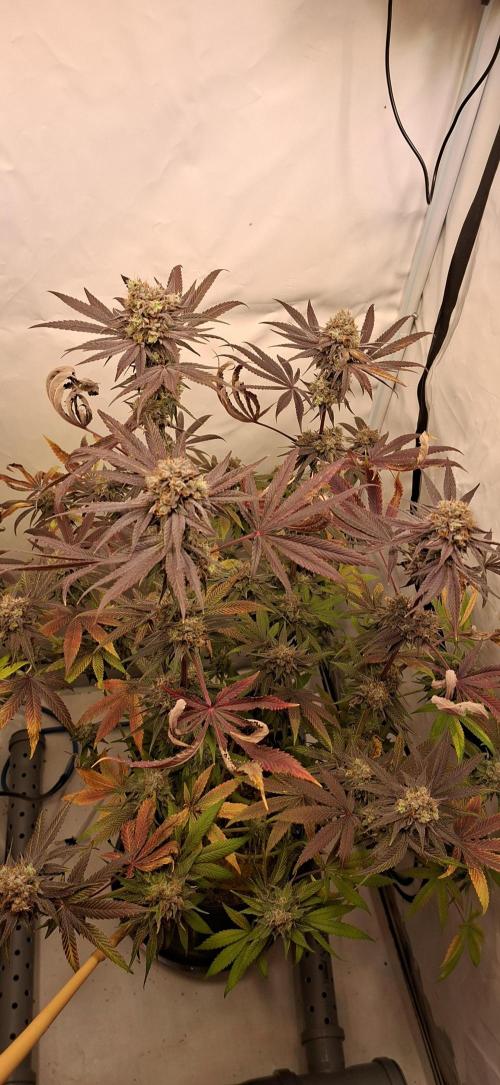 Kroma. Week 12