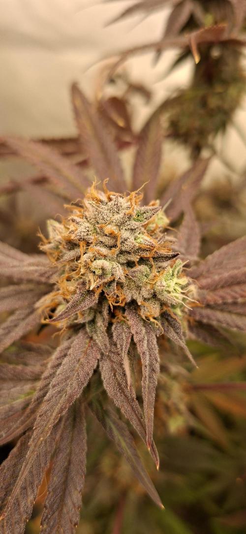 Kroma. Week 12