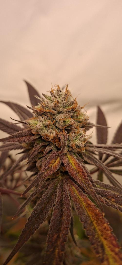 Kroma. Week 12