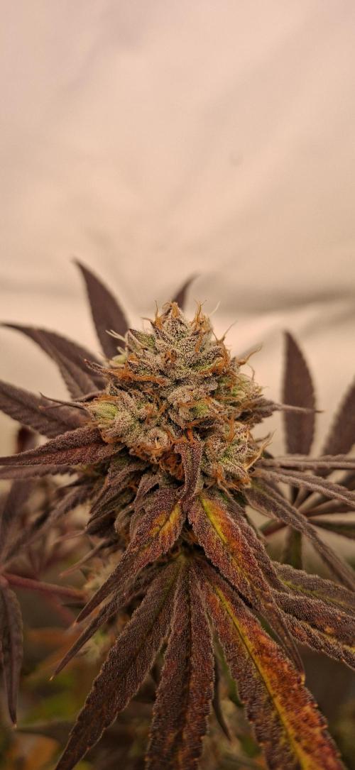 Kroma. Week 12