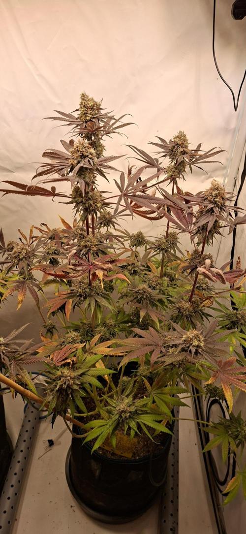 Kroma. Week 12
