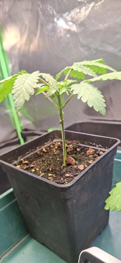 Papaya Jealousy. Week 2 - 28.07.26