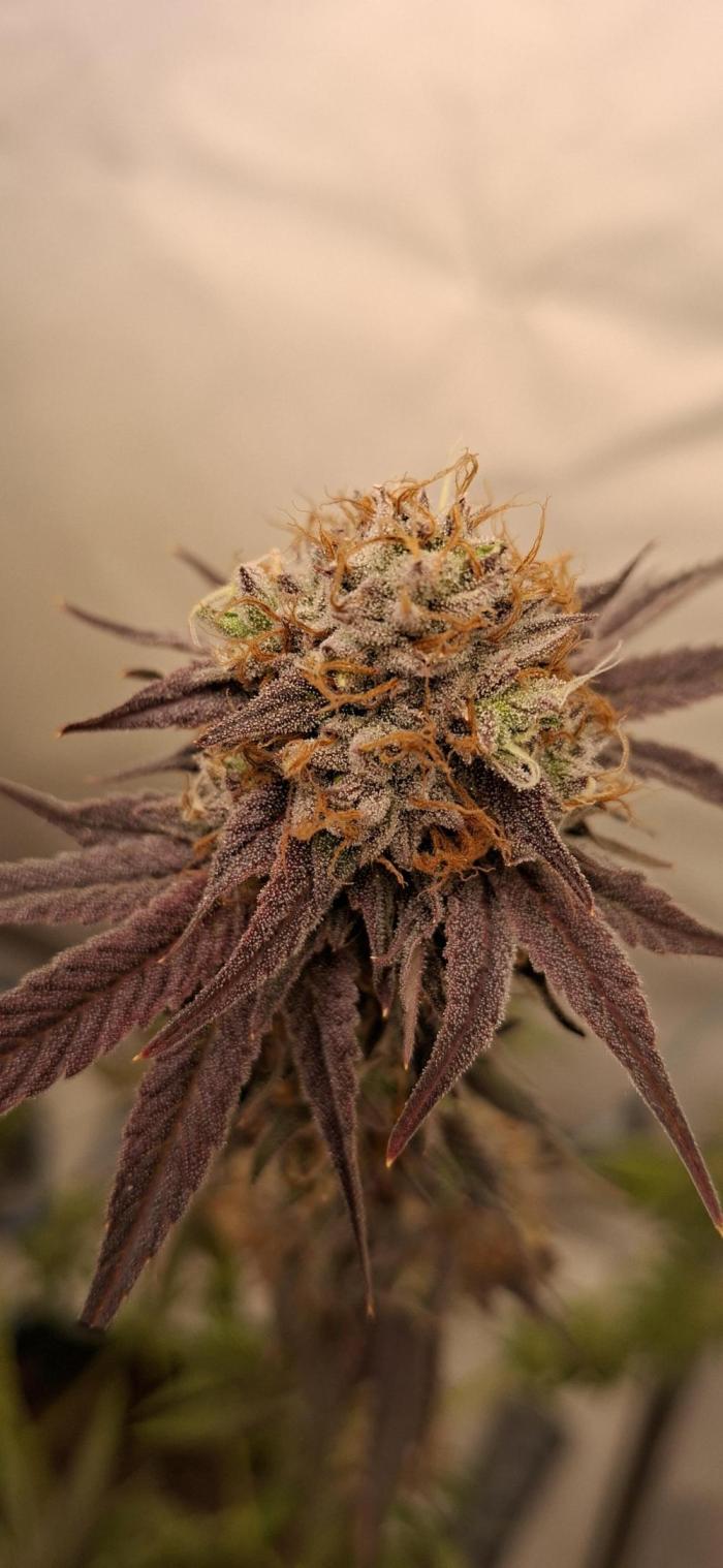 Kroma. Week 13