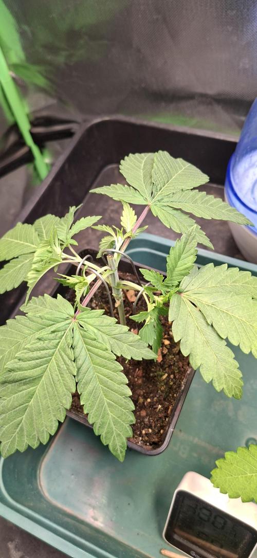 Papaya Jealousy. Week 3 - 30.07.26