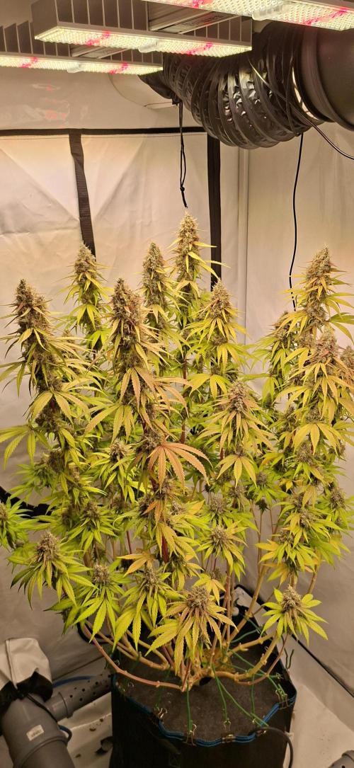 Blue Gelato 41 Barneys Farm. Week 14