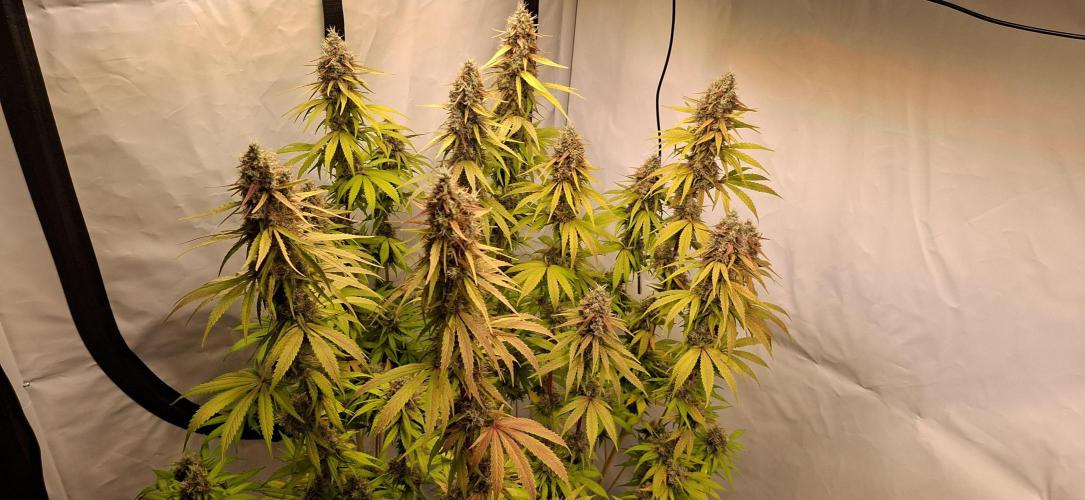 Blue Gelato 41 Barneys Farm. Week 14