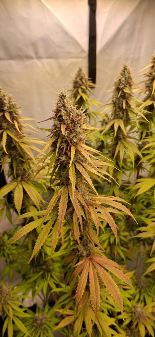 Blue Gelato 41 Barneys Farm. Week 14