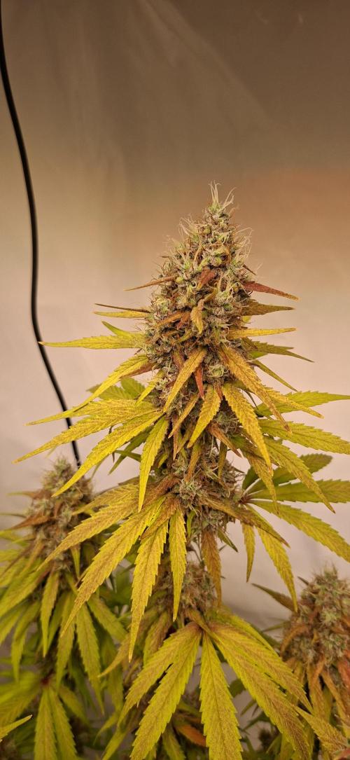 Blue Gelato 41 Barneys Farm. Week 14