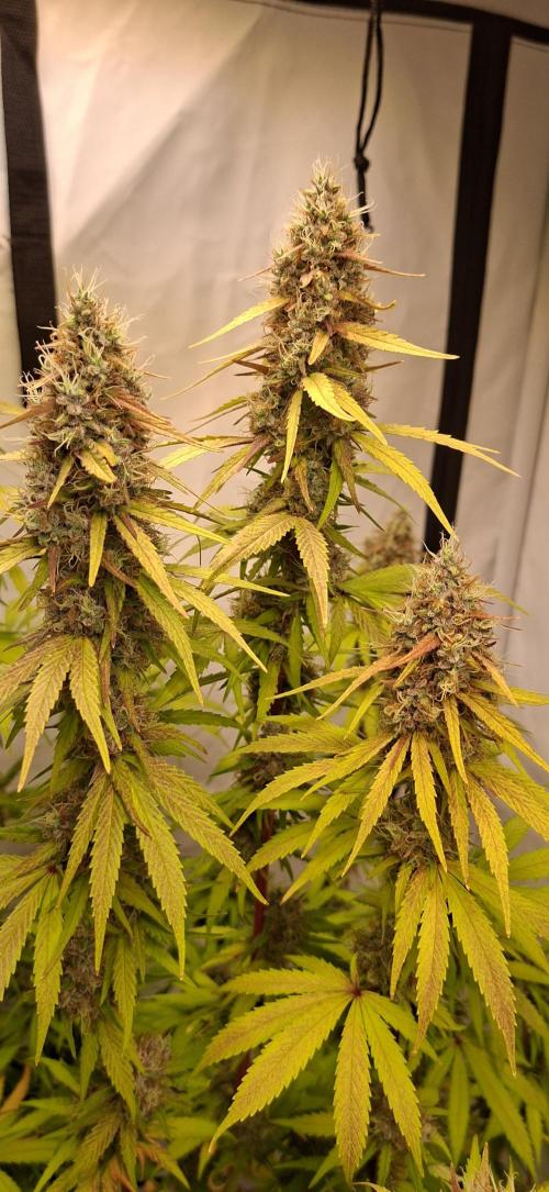 Blue Gelato 41 Barneys Farm. Week 14