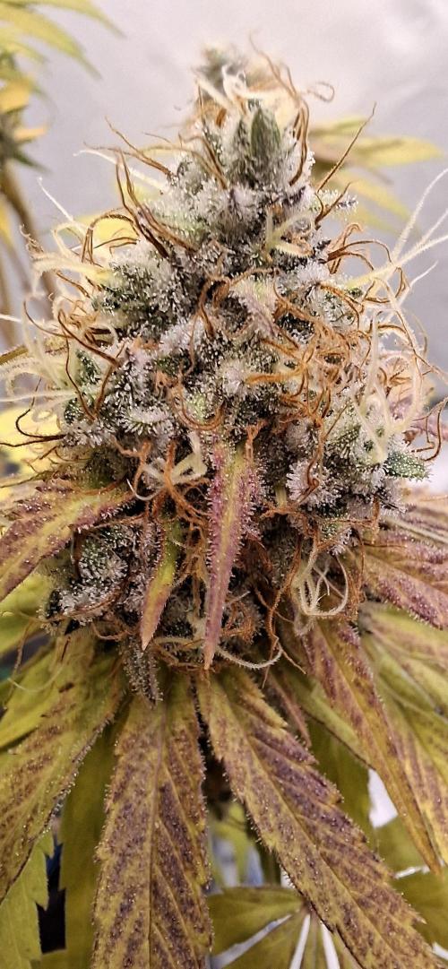 Blue Gelato 41 Barneys Farm. Week 14