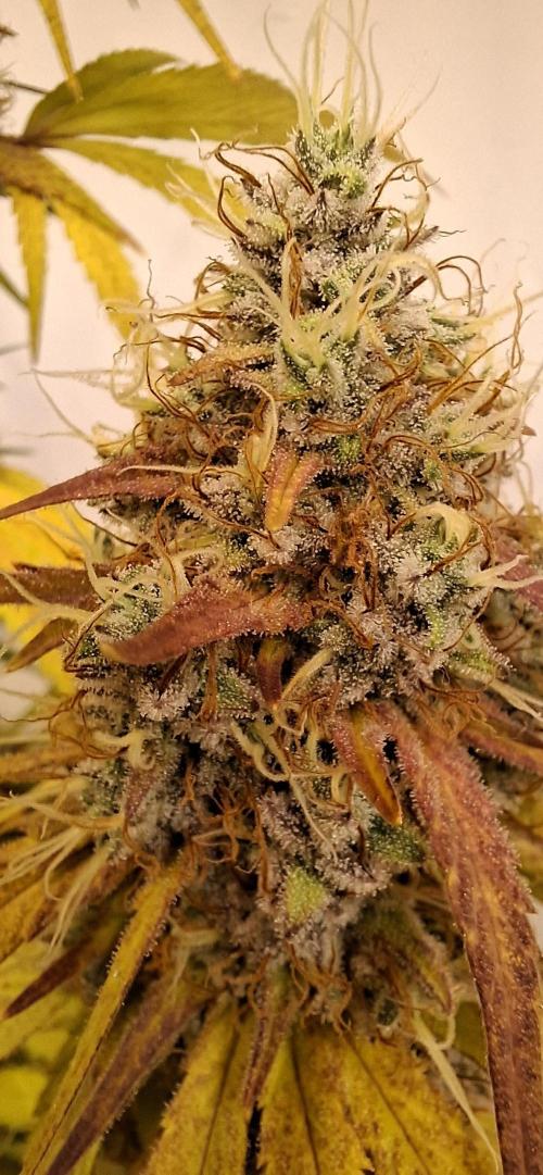 Blue Gelato 41 Barneys Farm. Week 14