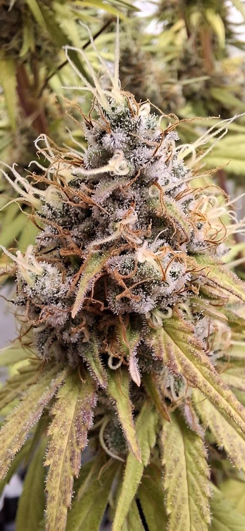 Blue Gelato 41. Week 14