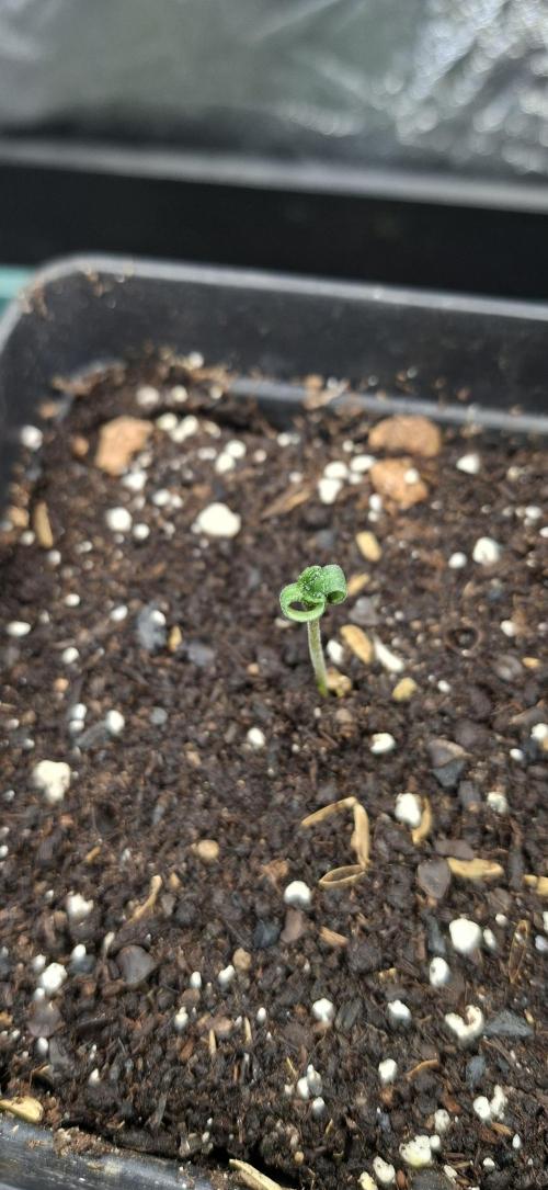 Sweet Cherry Kush. Week 0 - 09.07.26