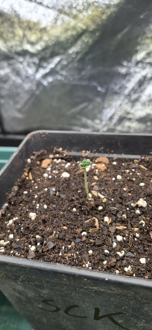 Sweet Cherry Kush. Week 0 - 10.07.26