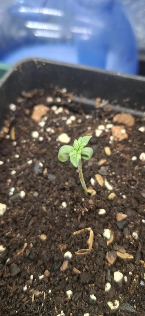Sweet Cherry Kush. Week 0 - 11.07.26