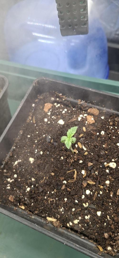 Sweet Cherry Kush. Week 0 - 12.07.26