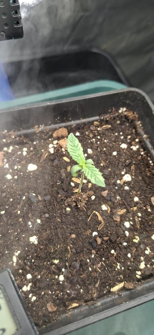 Sweet Cherry Kush. Week 0 - 14.07.26