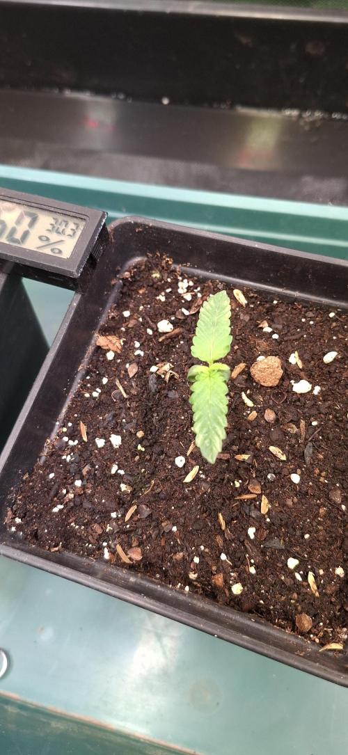 Sweet Cherry Kush. Week 1 - 15.07.26