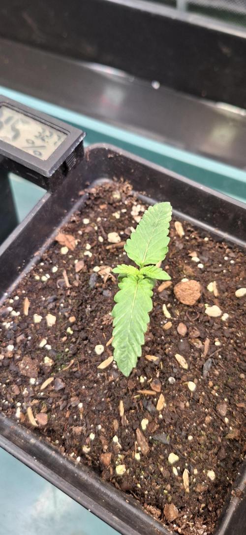 Sweet Cherry Kush. Week 1 - 16.07.26