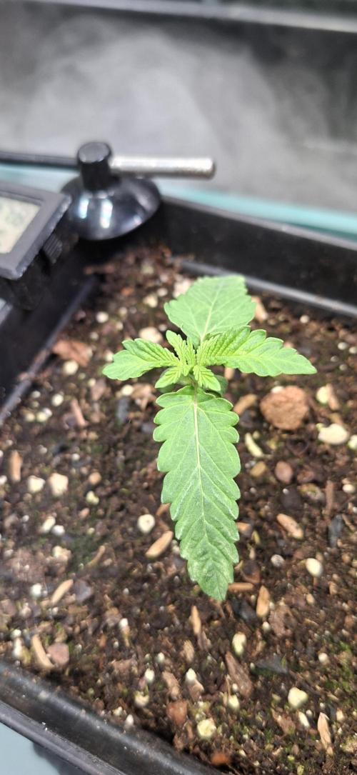 Sweet Cherry Kush. Week 1 - 17.07.26