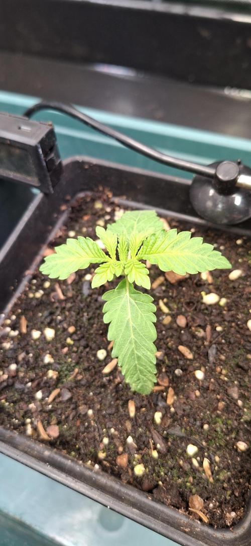 Sweet Cherry Kush. Week 1 - 18.07.26