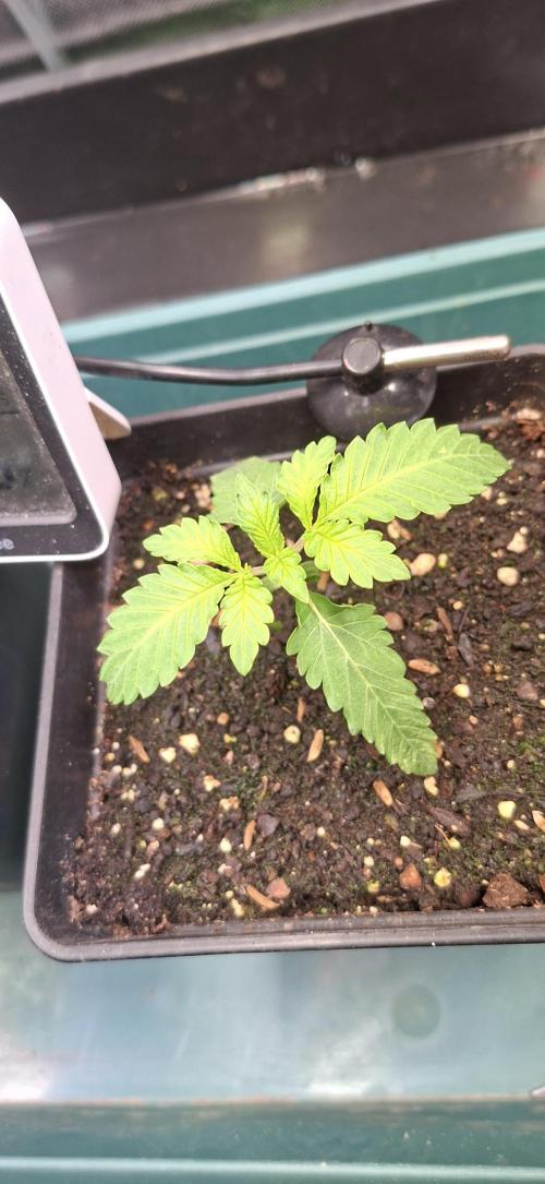 Sweet Cherry Kush. Week 1 - 19.07.26