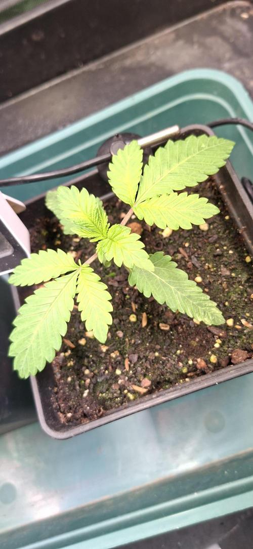 Sweet Cherry Kush. Week 1 - 20.07.26