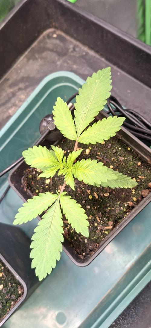 Sweet Cherry Kush. Week 1 - 21.07.26