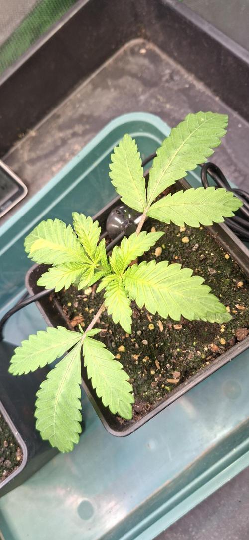 Sweet Cherry Kush. Week 2 - 22.07.26