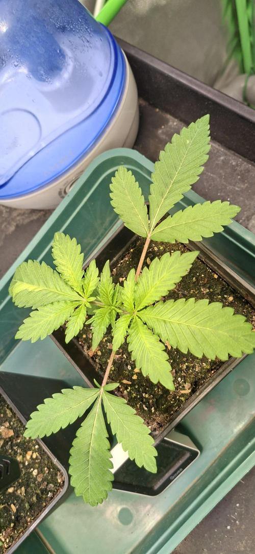 Sweet Cherry Kush. Week 2 - 23.07.26