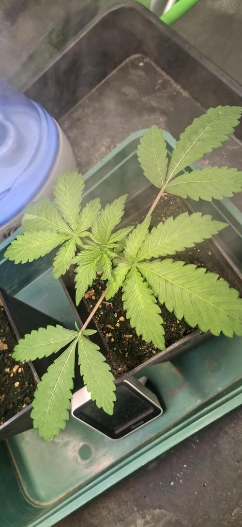Sweet Cherry Kush. Week 2 - 24.07.26