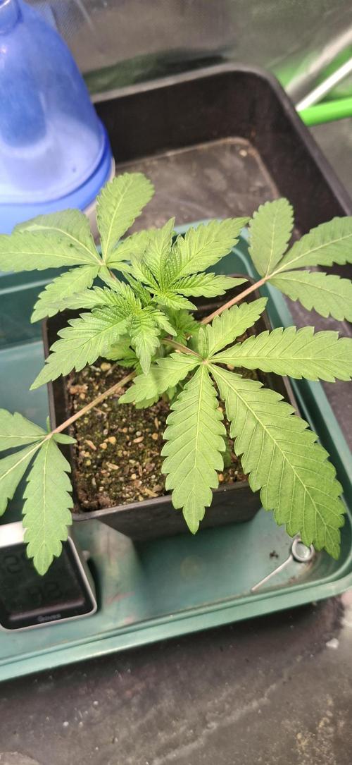 Sweet Cherry Kush. Week 2 - 25.07.26