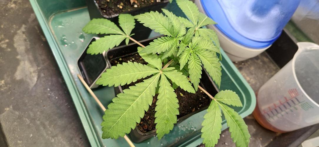 Sweet Cherry Kush. Week 2 - 26.07.26