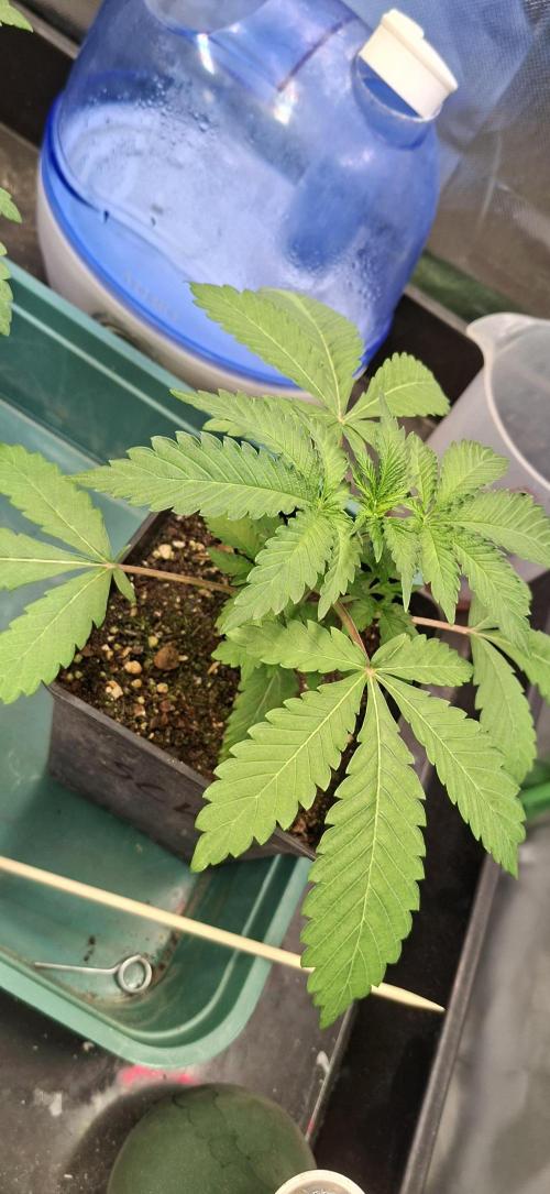 Sweet Cherry Kush. Week 2 - 27.07.26