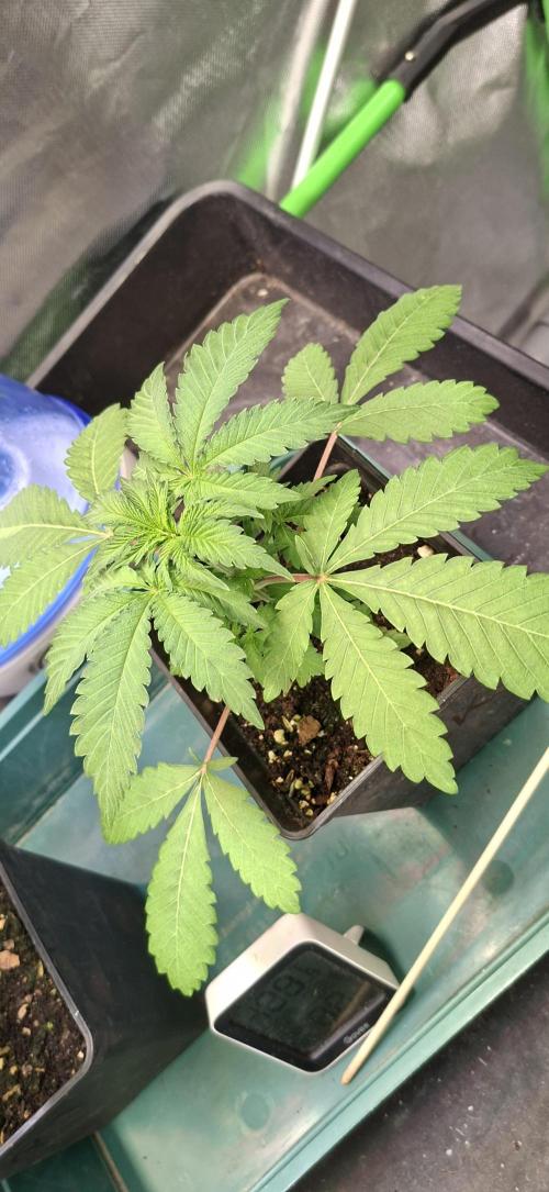 Sweet Cherry Kush. Week 2 - 28.07.26