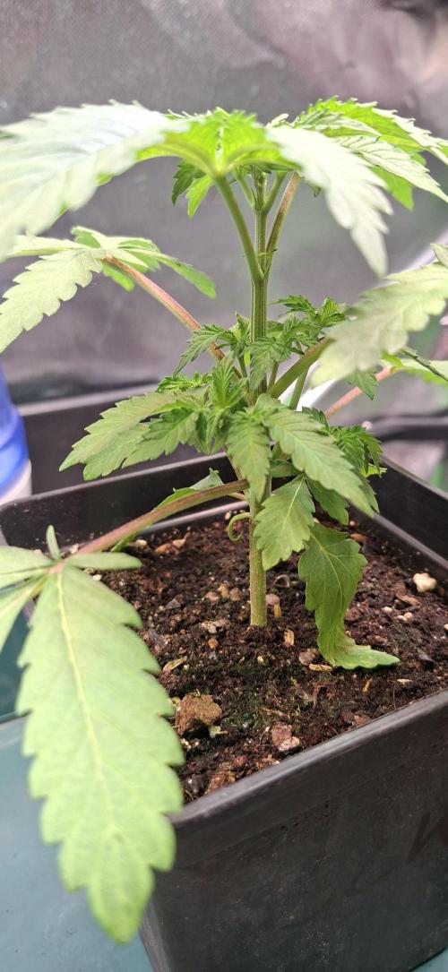 Sweet Cherry Kush. Week 2 - 28.07.26