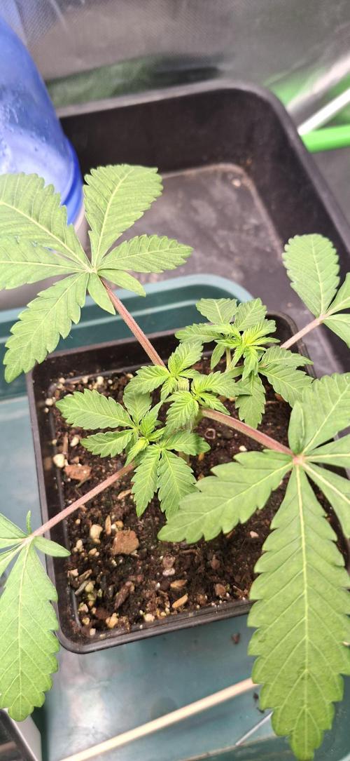 Sweet Cherry Kush. Week 2 - 28.07.26