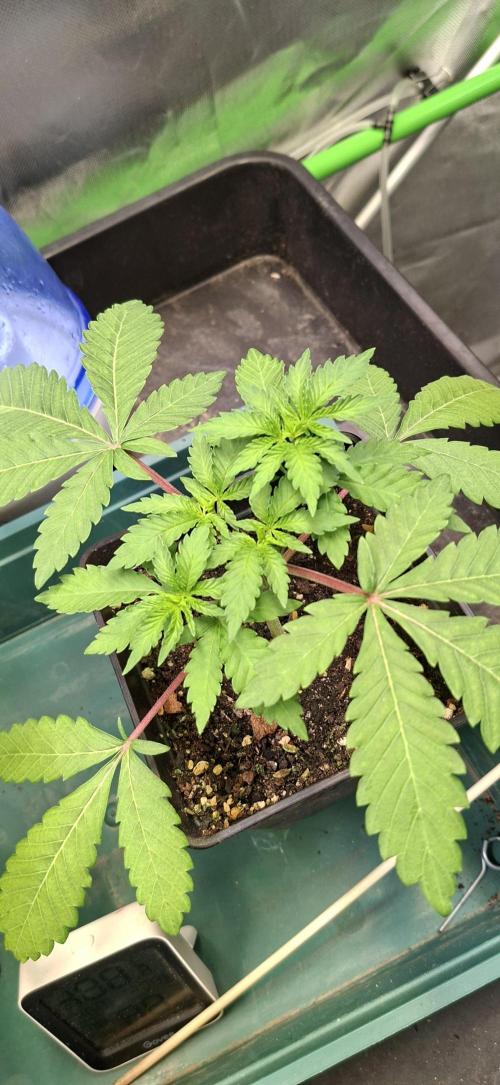 Sweet Cherry Kush. Week 3 - 30.07.26